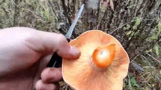 СБОР РЫЖИКОВ / ЦАРСКИЙ ГРИБ / Mushroom Hunting.