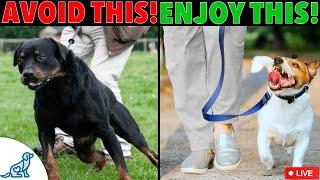 FIX Your Leash Walking Training! - LIVE Subscriber Q&A