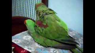 Nadeem Parrot alexandrine parakeet raa tota mating