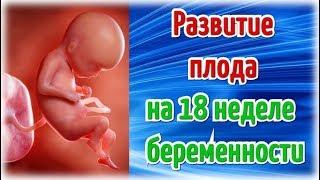 Развитие плода на 18 неделе беременности/ Календарь беременности!