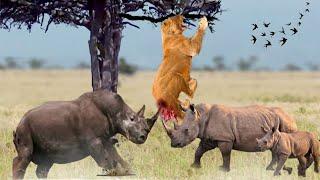 Fearful Lion Runs From Rhino's Sharp Horn, Family Rhinos Attack Wild Lions