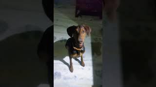 Dobo the Chimpanzee   Fun N Food # shorts#viral# Golden retriever#dachsund#dobermann #dogs#funny