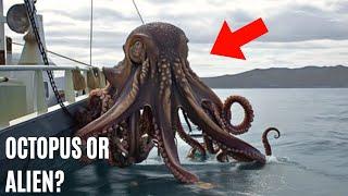 Alien DNA Found In Octopus Genes! Scientists Claim Octopuses Are Aliens