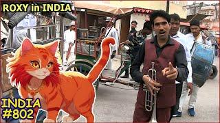 India Life of the Cat Roxy in Vrindavan. How we survive the heat +41