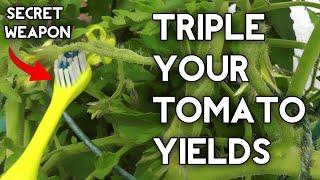 How to pollinate tomatoes by hand & get Huge Tomato Yields
