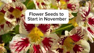 Flower Seeds to Start in November