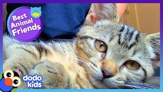 Goofy Cat Teaches Her Dog BFF All The Best Cat Tricks | Dodo Kids | Best Animal Friends