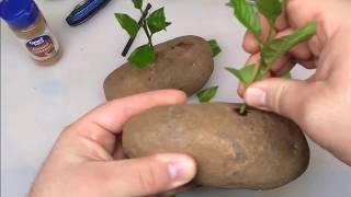 Put A Lemon Cutting In A Potato And Watch It GROW!!!