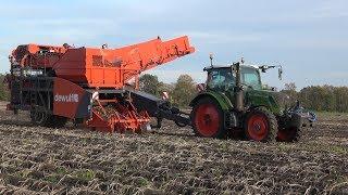 Aardappels rooien met Fendt 312 Vario en Dewulf RS2060 getrokken 2-rijige zeefbandrooier (2018)