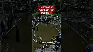 mantap casting ikan gabus || sampai melompat ikan nya