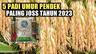 5 BIBIT PADI UMUR PALING PENDEK PALING JOSS DITANAM TAHUN 2023