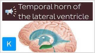 Temporal horn of the lateral ventricle | Anatomical Terms Pronunciation by Kenhub