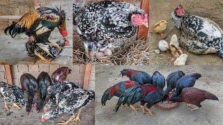 Hen laying 8 eggs | Hen hatching 8 eggs | 4 Baby chicks hatched | Hen 4 chicks growth video