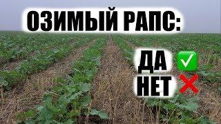 Озимый рапс. Почему с ним так сложно. Что я сделал не так?