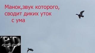 Манок,звук которого,сводит диких уток с ума!!!