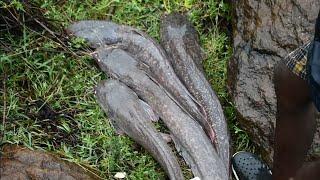 #Monster #catfish #hunting in chennai lake by hook stars