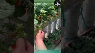 Farm fresh ninja fruit cutting #7 | Ly Chynh St  #shorts