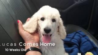 New Puppy Comes Home | Standard Poodle Owner