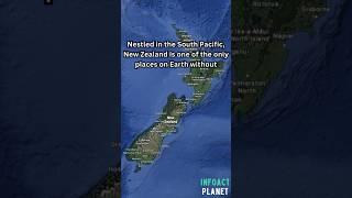 Discovering NZ's magic. #shorts #facts #newzealand #information #knowledge #fyp #explore