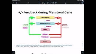 F2021 Feedback Regulation of Menstrual Cycle