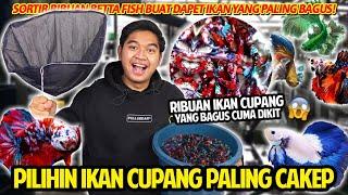 SORTIR IKAN CUPANG PREMIUM DARI RIBUAN BETTAFISH YANG ADA! BAGUS-BAGUS BANGET! FISHKINIAN STORE!