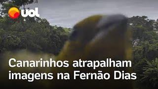 Canários-da-terra 'atrapalham' filmagens de monitoramento na Fernão Dias