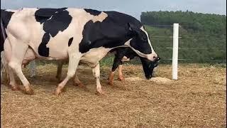 Vacas holandesas de alta produção