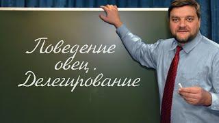 PT202 Rus 71  Подготовка учителя  Поведение овец  Делегирование