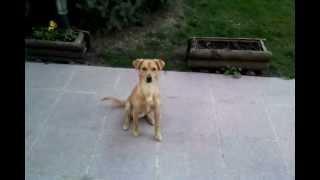 Video divertente cane - biscotto ( Funny)