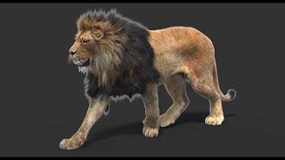  High-Quality CG Animal Models – PROmax3D