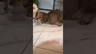 Gendhis munchkin super cebol salah satu indukan yang ada di boges cat house #animals#cats#catlover