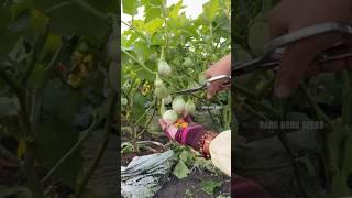 Harvesting eggplants #farming