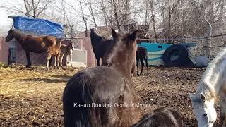 Во Дают Перепутались кто кому кем приходится. интересно, удастся ли им найти своих mam