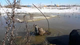 Ястреб-тетеревятник Сильва купается в луже.