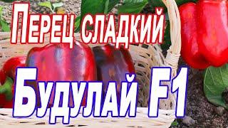 Перец сладкий Будулай F1-лучший перец этого года!