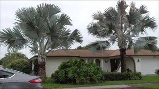 Top 5 Reasons You Should Grow a BISMARK PALM - Bismarkia Nobilis