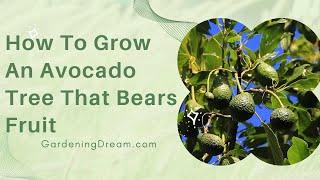 How to Grow an Avocado Tree That Bears Fruit