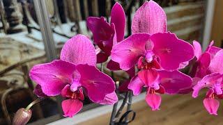 Полный роспуск моих орхидей! Три винные красотки! Две бабочки и один пелорик-тюльпанчик Паваротти.