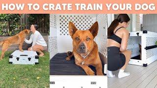 5 Crate Training Steps that ACTUALLY Work   - How to Crate Train your Dog 