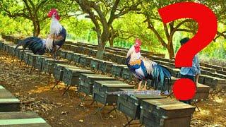 How To Feed Millions Of Broiler Chickens Every Day. Daily Life On A Mountain Farm | Mer Chicken Farm