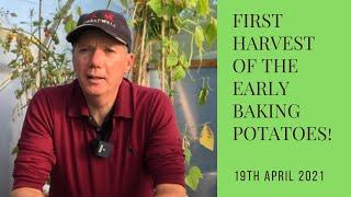 Potato reveal - first early baking potatoes!