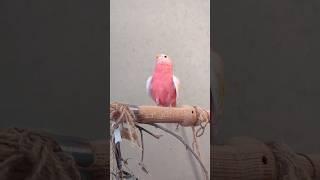 Pink-bellied grass parrot bowraw sings songs #birds #pets