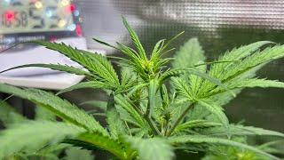 Cannabis-Grow VLOG | 2 Pflanzen in der ersten Blütewoche!