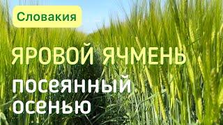 Яровой ячмень, посеянный осенью - урожайность выше, качество лучше