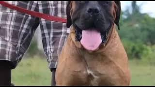 Types of Boerboel colors