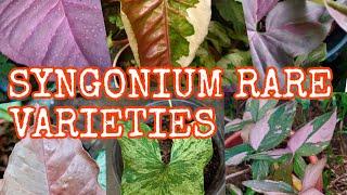 MY SYNGONIUM VARIETIES COLLECTIONs | Common to RARE | Collector Items