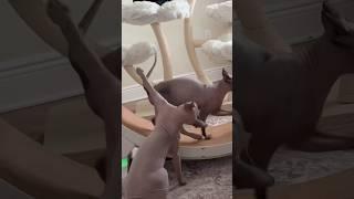 Neytiri does not like to share her wheel  #sphynx #hairlesscats #asmr