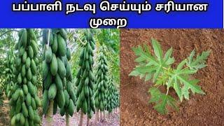 பப்பாளி நடவு செய்யும் மிகச் சரியான முறை | papaya planting methods |