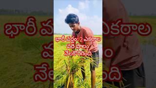 Heavy Rain Disaster: 2-Acre Paddy Field Collapsed | Manpower Farming Challenges