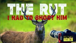 Photographing the Native Irish Red Deer Rut Killarney National Park    4K